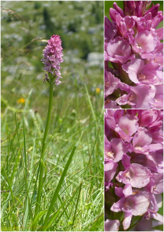 Una giornata a Valparola. Dactylorhiza, Nigritella e grandi montagne!